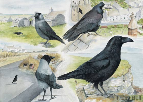 corvids - raven, crows and rook watercolour painting by Tracy Hall Orkney Book of Birds
