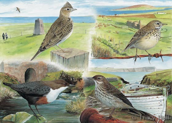 dipper, skylark , pipit watercolour painting by Tracy Hall Orkney Book of Birds 