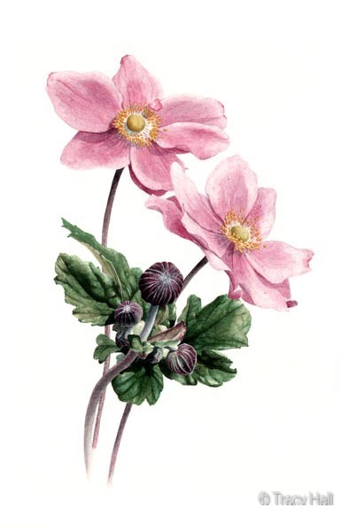 japanese anemone watercolour flower painting by tracy hall