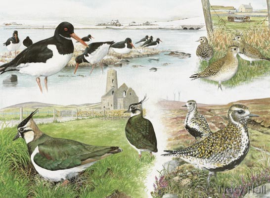 Oystercatcher, plover and lapwing watercolour painting by Tracy Hall Orkney Book of Birds