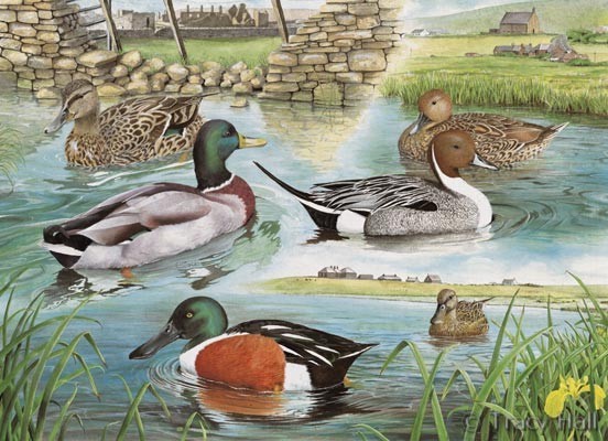 Mallard, Pintail and shoveller ducks watercolour painting by Tracy Hall Orkney Book of Birds
