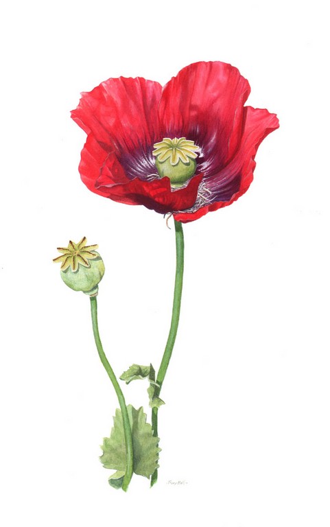 opium poppy dark plum watercolour painting by Tracy Hall