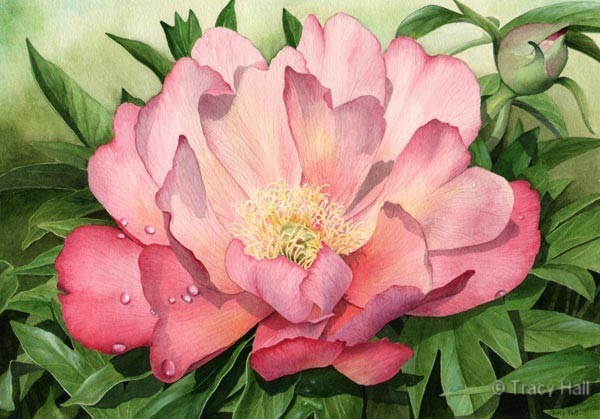 peony julia rose watercolour flower painting by tracy hall