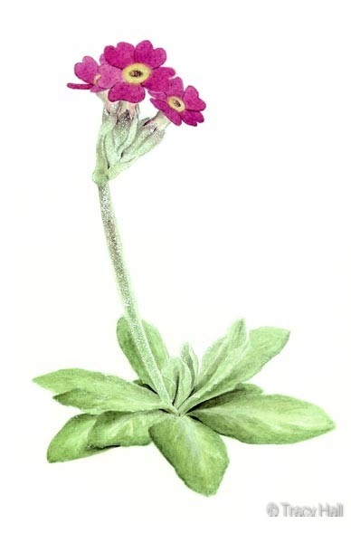 primula scotica watercolour flower painting by tracy hall