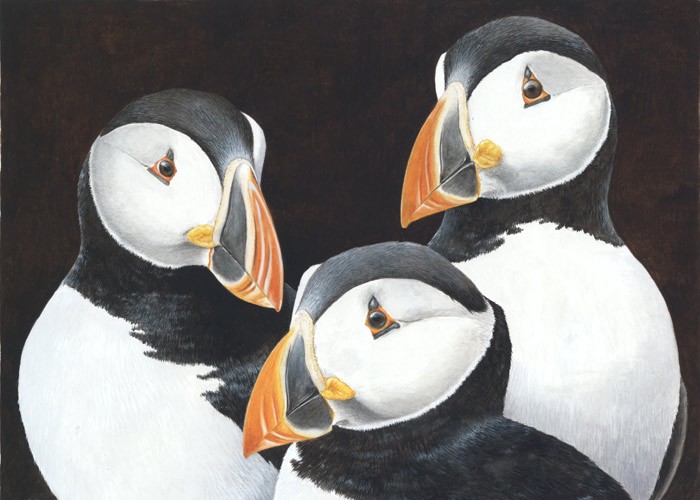 puffin painting