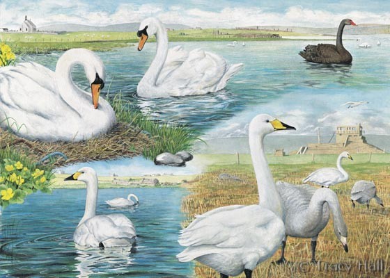 Swans watercolour painting by Tracy Hall Orkney Book of Birds