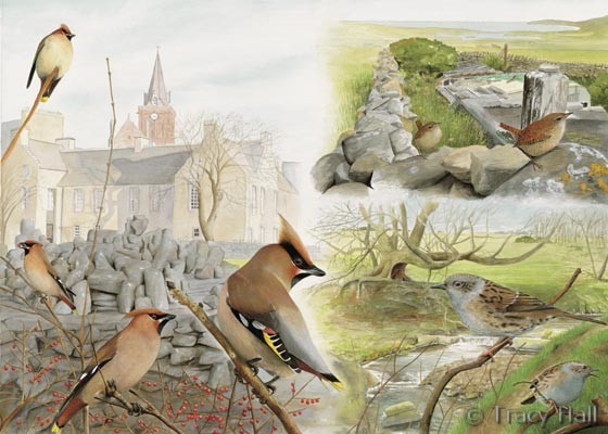 Waxwing,wren,dunnock, watercolour painting by Tracy Hall Orkney Book of Birds