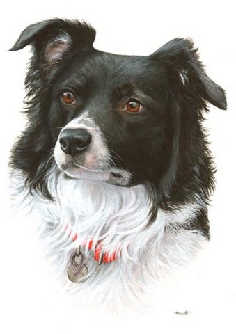 Border Collie Pet Portrait in watercolour by Tracy Hall