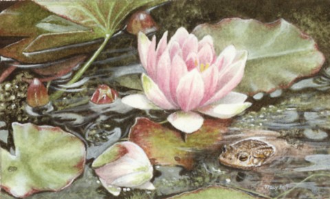 miniature painting pond and frog