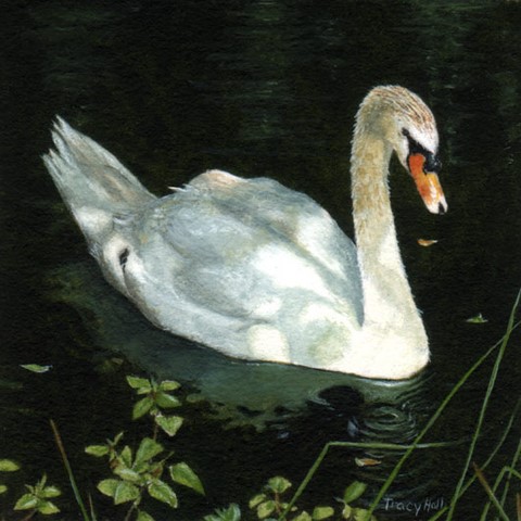 mute swan miniature painting by tracy hall