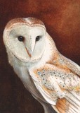 barn owl miniature painting