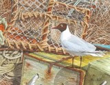 gull on creels miniature painting