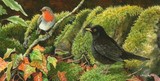 blackbird and robin miniature painting