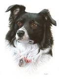 Border Collie Pet Portrait in watercolour by Tracy Hall