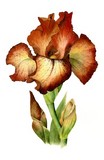 bronze iris watercolour flower painting by tracy hall