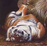 tiger miniature painting by tracy hall