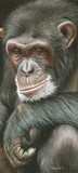 Chimpanzee miniature painting by Tracy Hall