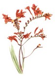 crocosmia watercolour flower painting by tracy hall