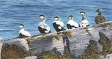 eider ducks miniature painting