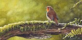 evening song - robin miniature bird painting by tracy hall
