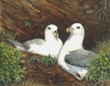 miniature painting fulmars