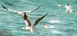 gannets miniature painting