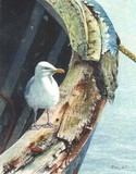gull miniature painting