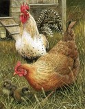 hens miniature painting