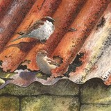 sparrow miniature painting