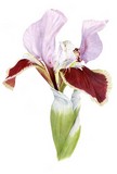lilac iris watercolour flower painting by tracy hall
