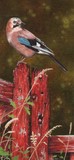 european Jay miniature bird painting by tracy hall