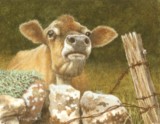 jersey cow miniature painting