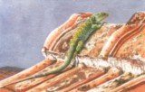 miniature painting lizard