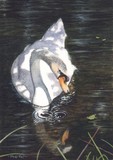 mute swan miniature painting by Tracy Hall