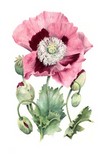 opium poppy watercolour flower painting by tracy hall