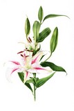 oriental lily watercolour flower painting by tracy hall