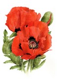 red oriental poppy watercolour flower painting by tracy hall
