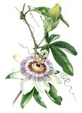 passion flower watercolour flower painting by tracy hall