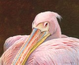 pelican miniature painting