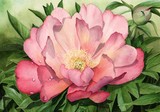 peony julia rose watercolour flower painting by tracy hall