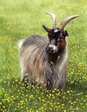 goat miniature painting