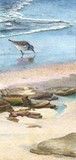 sanderling miniature painting