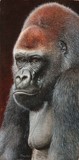 silverback gorilla miniature painting by tracy hall