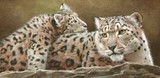 snow leopard miniature painting by tracy hall