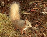 red squirrel miniature painting