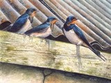swallows miniature painting