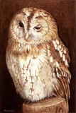 tawny owl miniature painting