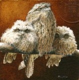 tawny frogmouth miniature painting