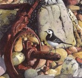 pied wagtail miniature painting