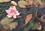 waterlily miniature painting